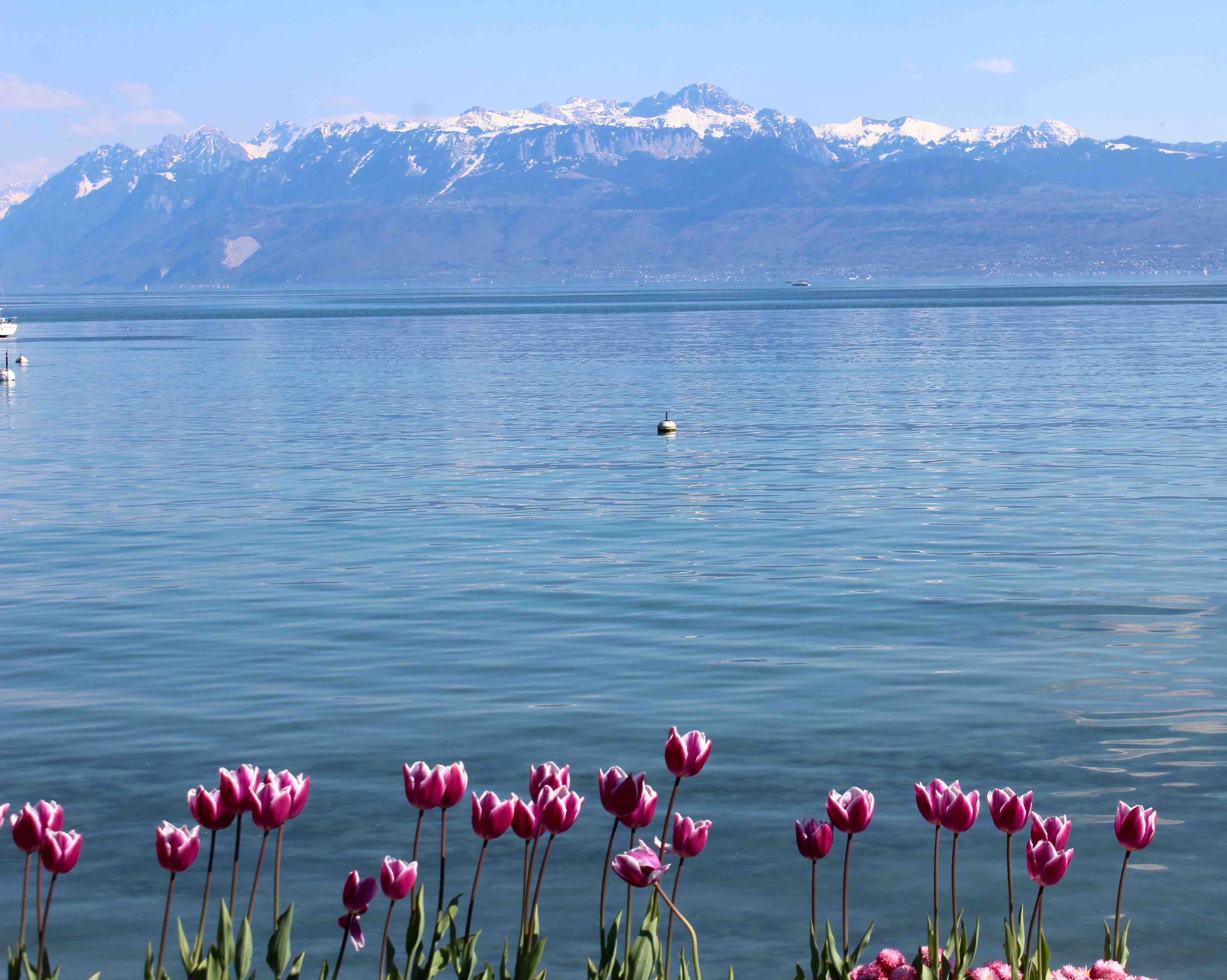The marvellous tulip festival at Morges, Switzerland